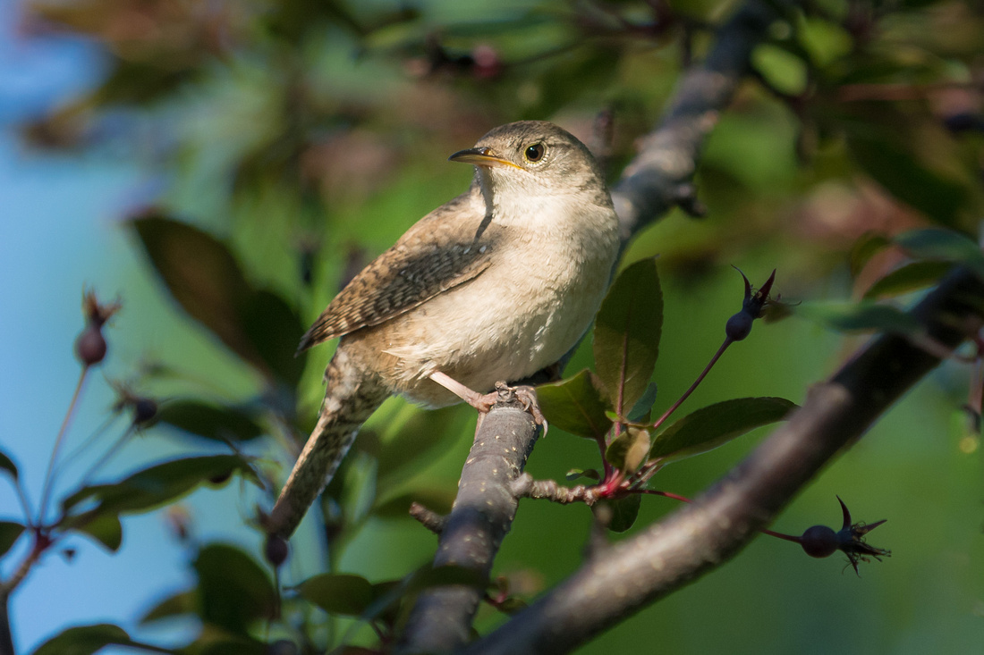 20150528-_DSC6432