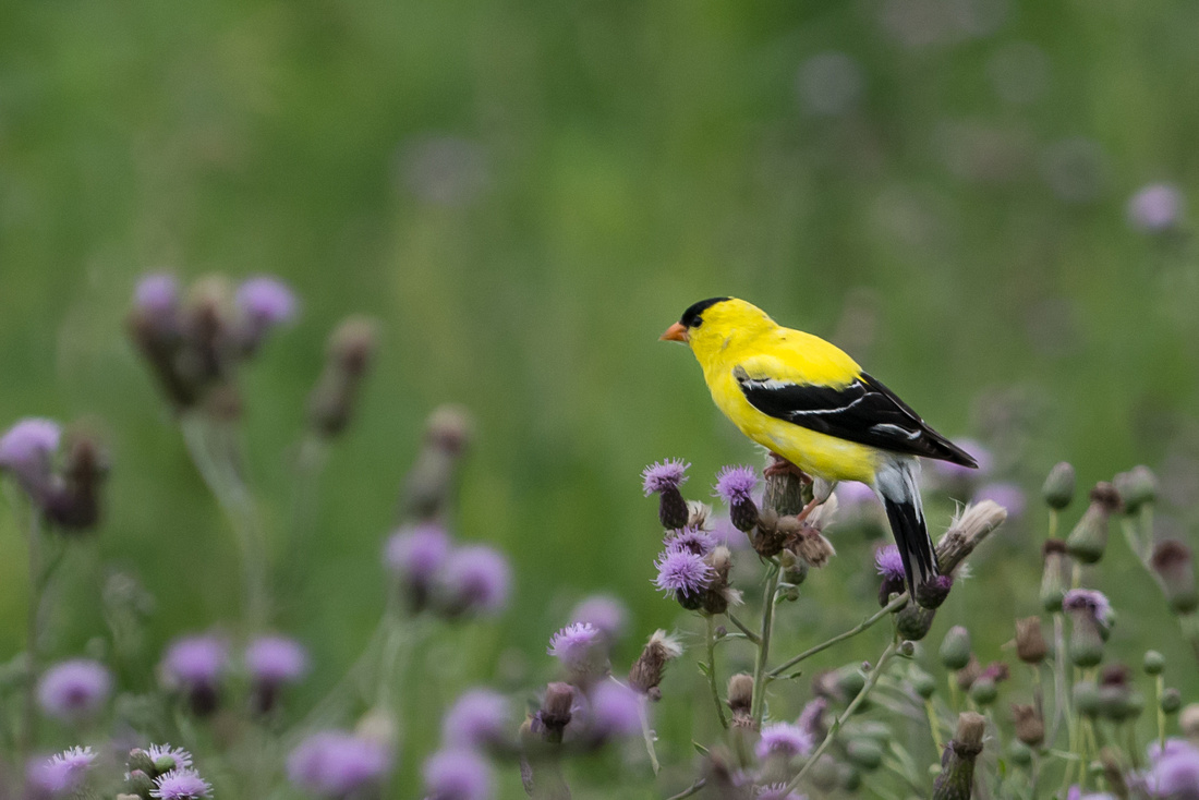 20150628-_DSC9855