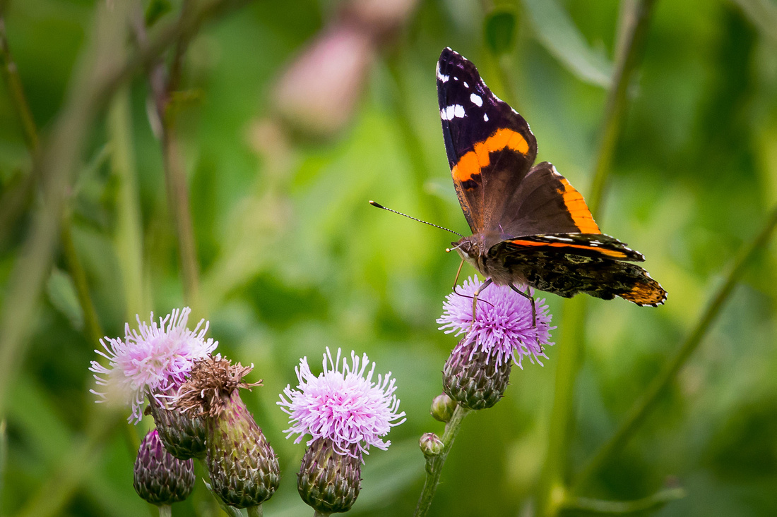 20150629-_DSC9961