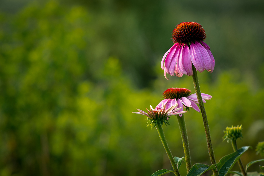 20150630-_DSC9990