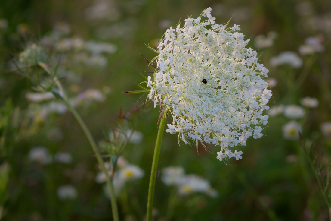 20150704-_DSC0285