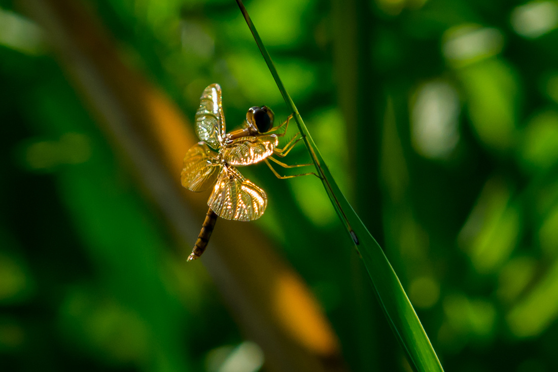 20150723-_DSC2170