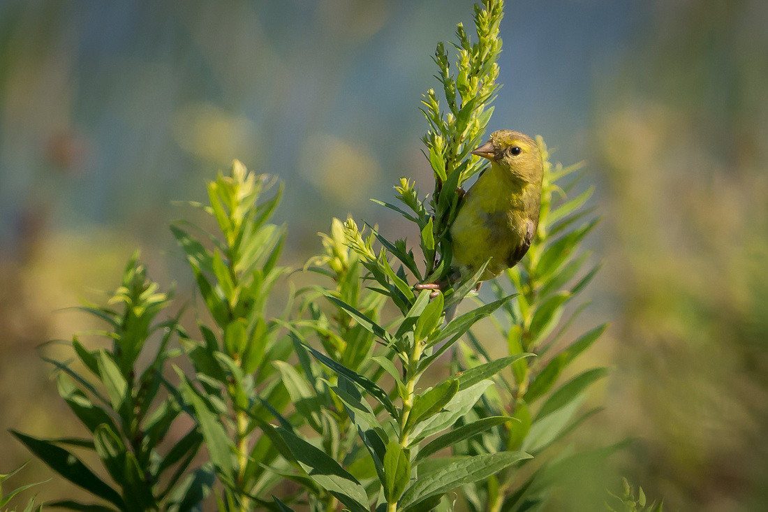 20150821-_DSC4957