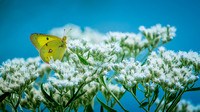 20150904-_DSC5830