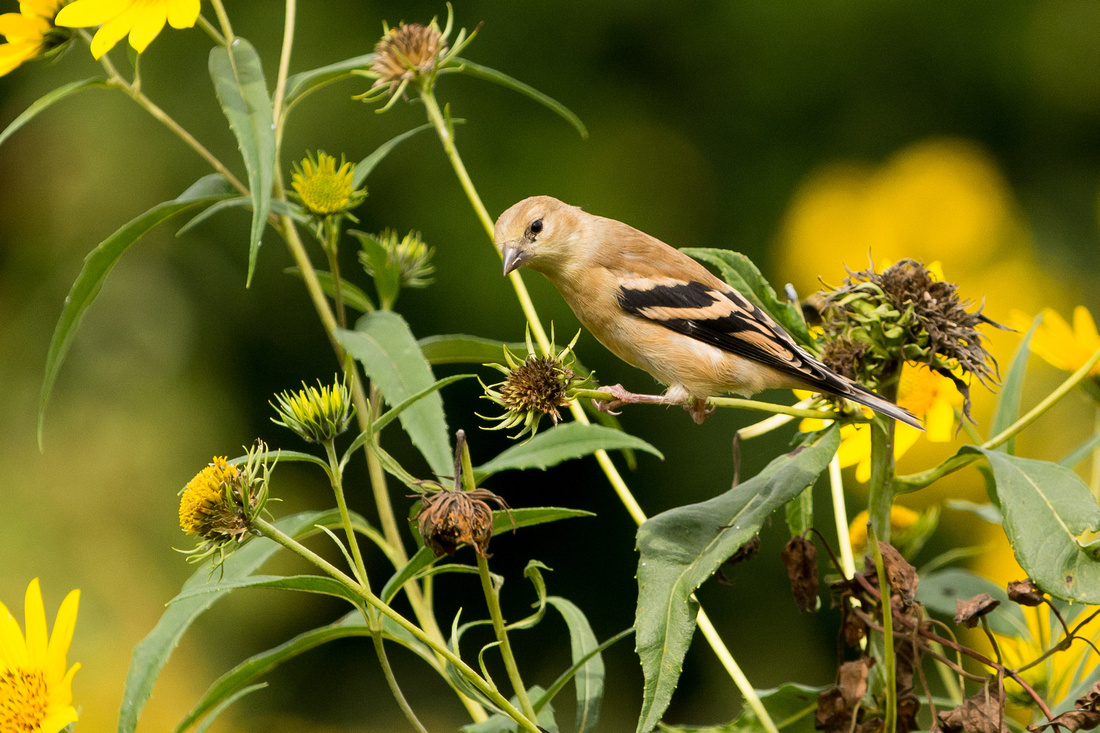 20150909-_DSC6106