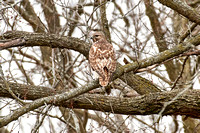 CJS_2765