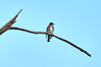 CJS_7066