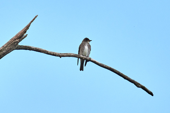 CJS_7066