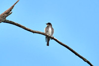 CJS_7071