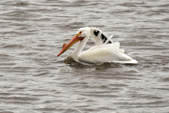 CJS_3222