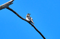 CJS_7107
