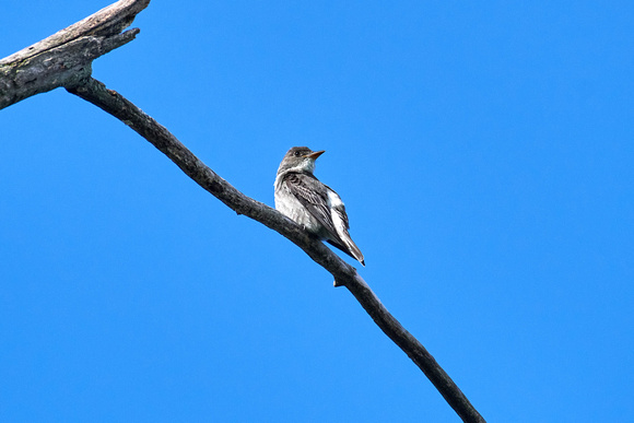 CJS_7107