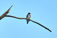 CJS_7067
