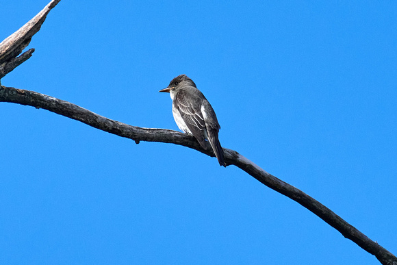 CJS_7104