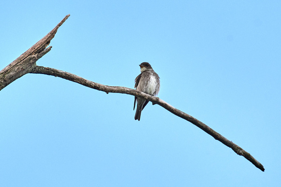 CJS_7070