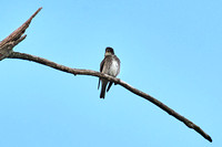 CJS_7069