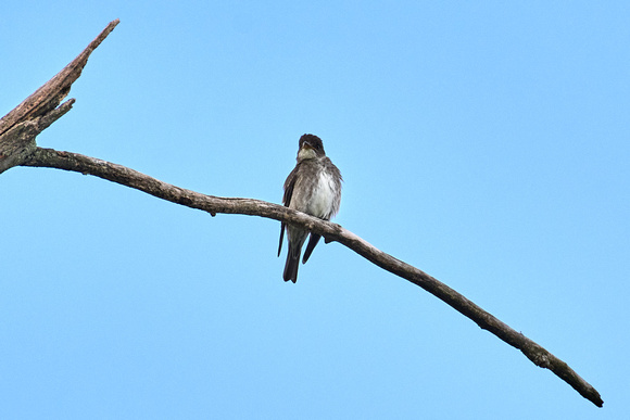 CJS_7069