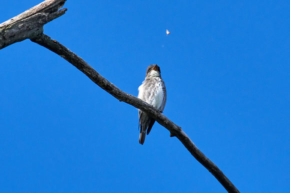 CJS_7111