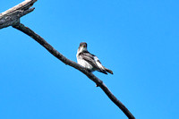 CJS_7106