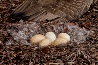 CJS_9116