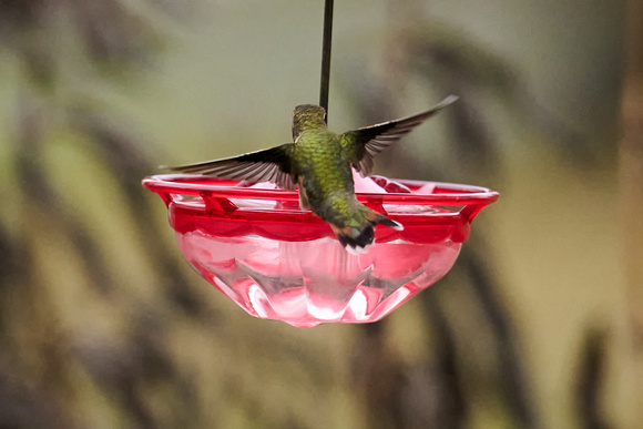 CJS_2633