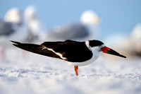 CJS_7403