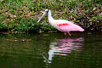 CJS_7422
