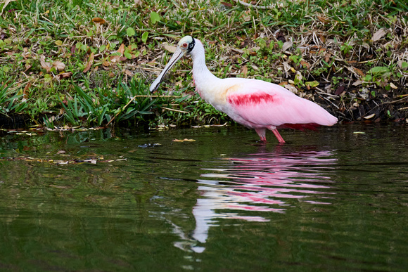 CJS_7422