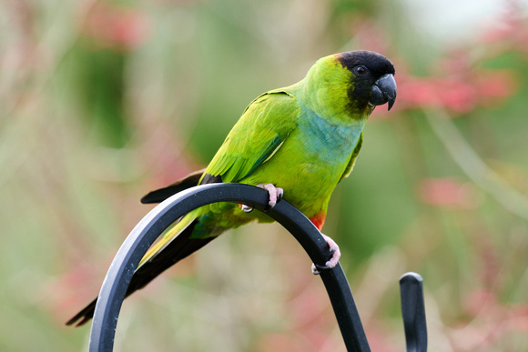 CJS_7514