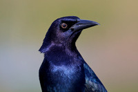 CJS_7573