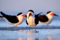 CJS_7987