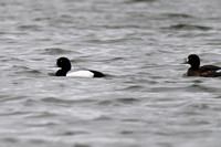 CJS_2494