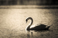 20151109-_DSC6050
