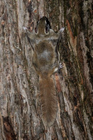 CJS_4084
