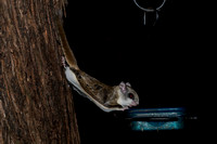 CJS_4039